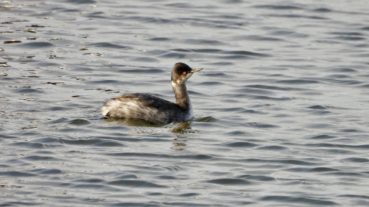 Eared Grebe - ML612261532