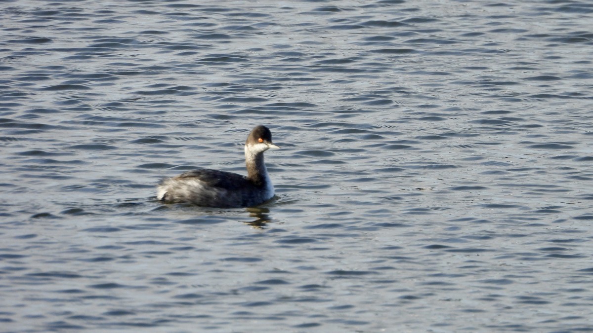 Eared Grebe - ML612261537