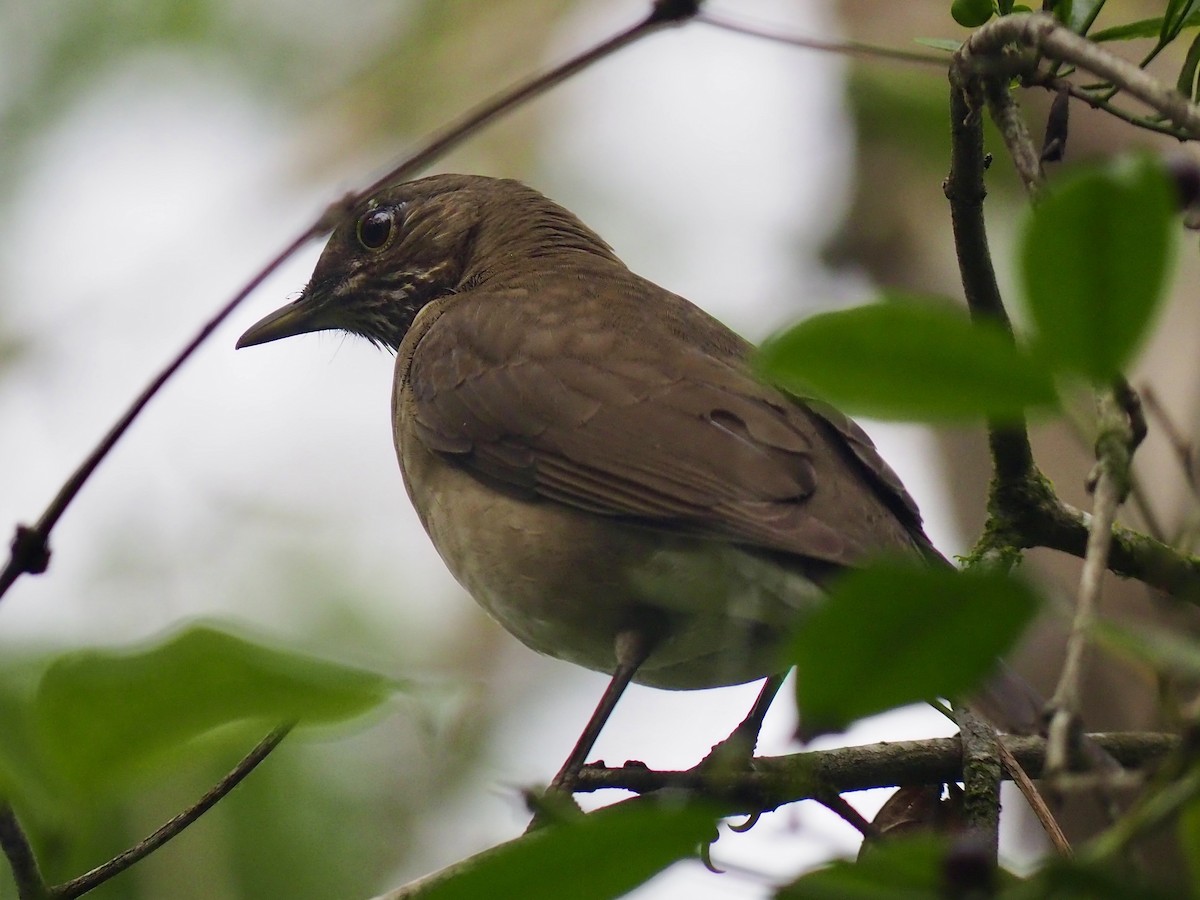 White-throated Thrush (White-throated) - ML612261560