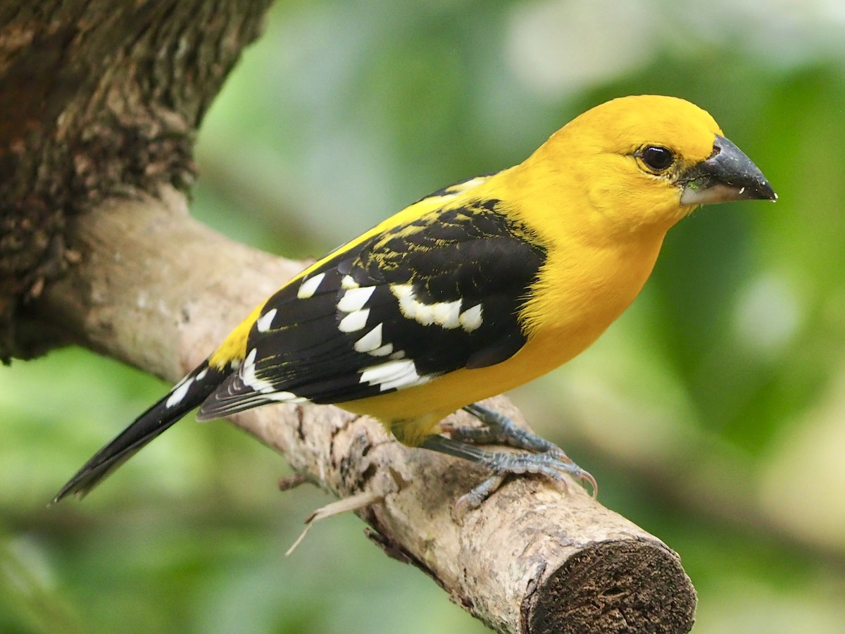 Yellow Grosbeak (Northern) - ML612261585