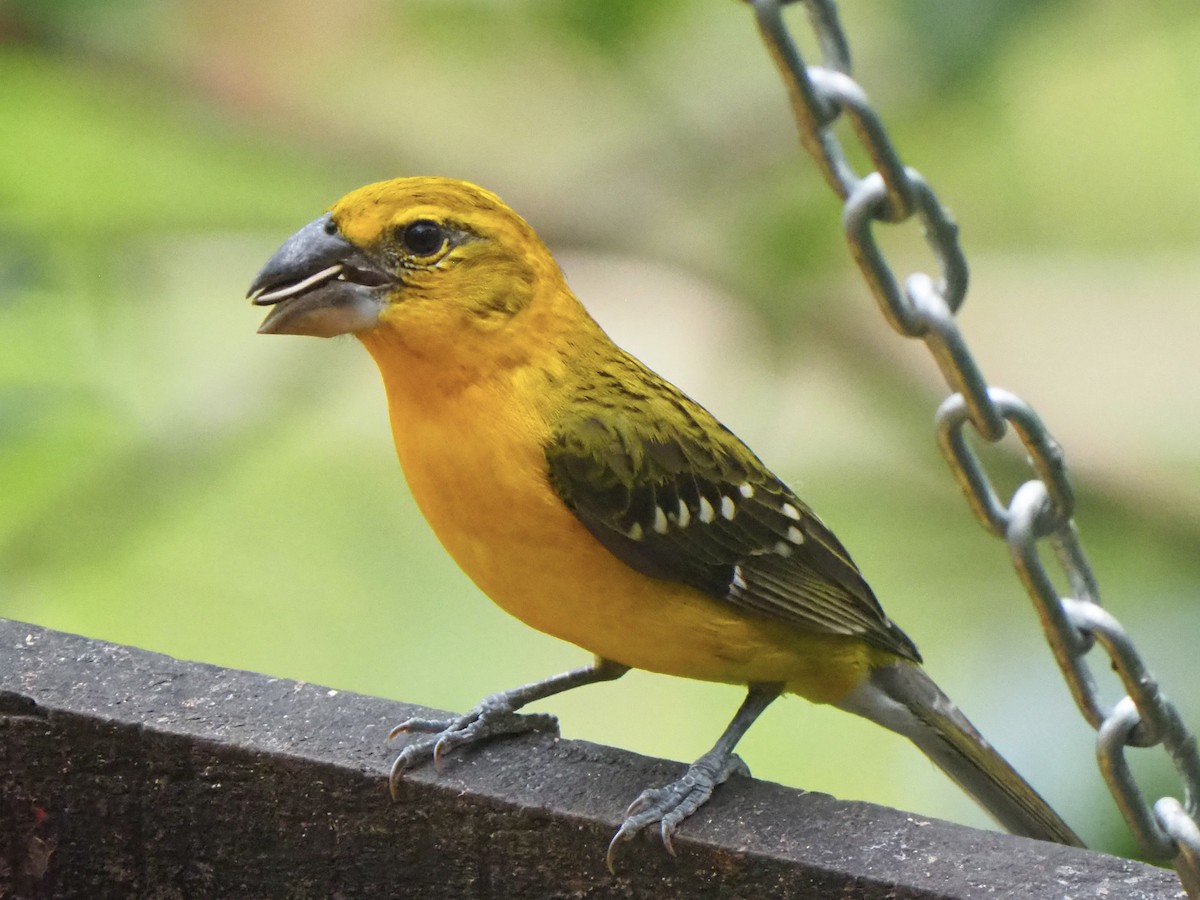 Yellow Grosbeak (Northern) - ML612261586