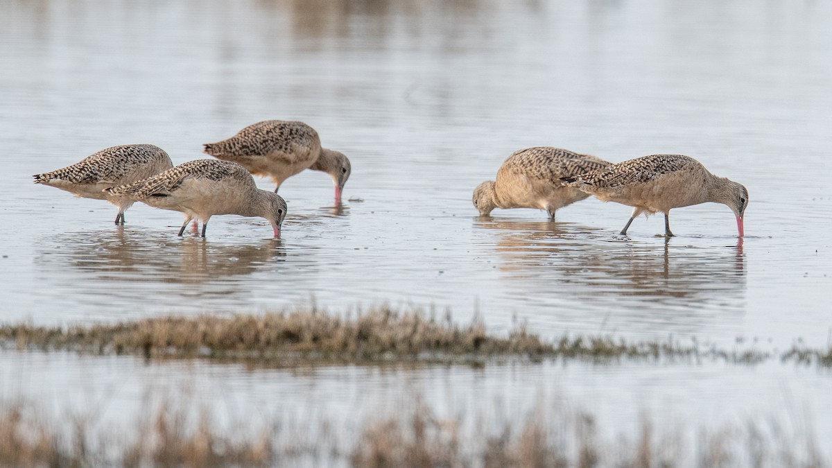 Marbled Godwit - ML612261625