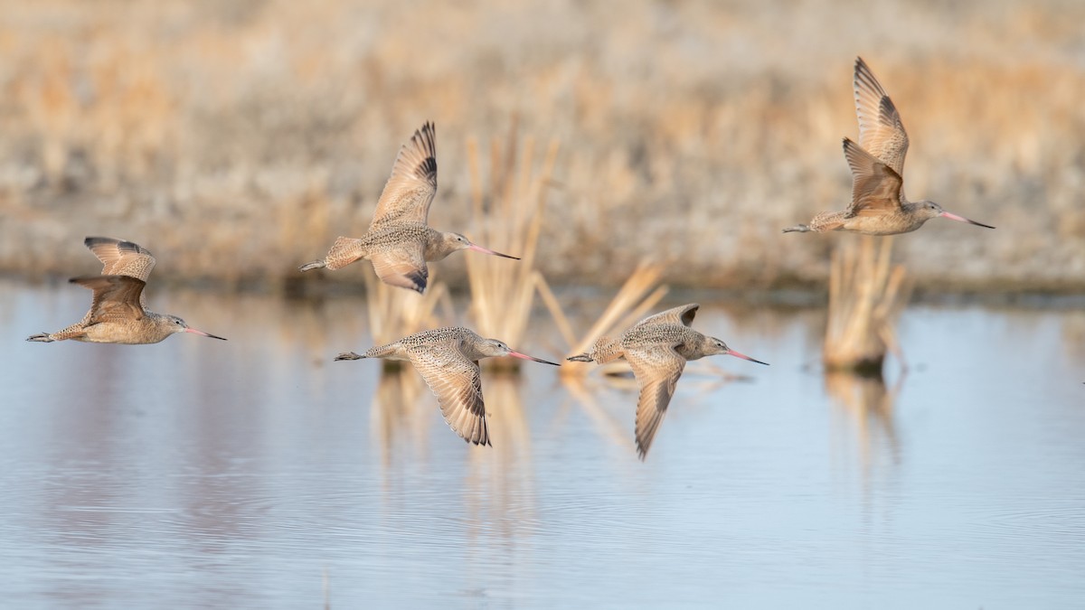 Marbled Godwit - ML612261627