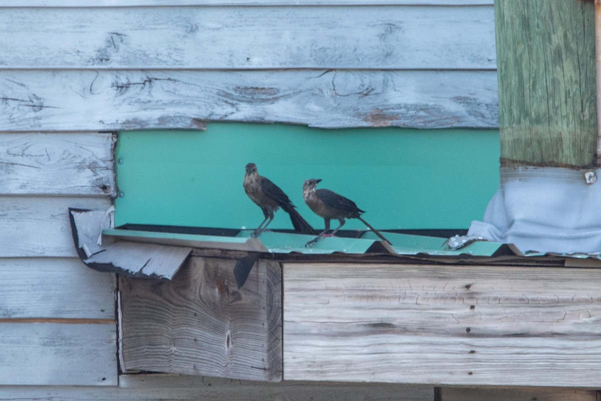 Great-tailed Grackle - ML612261643