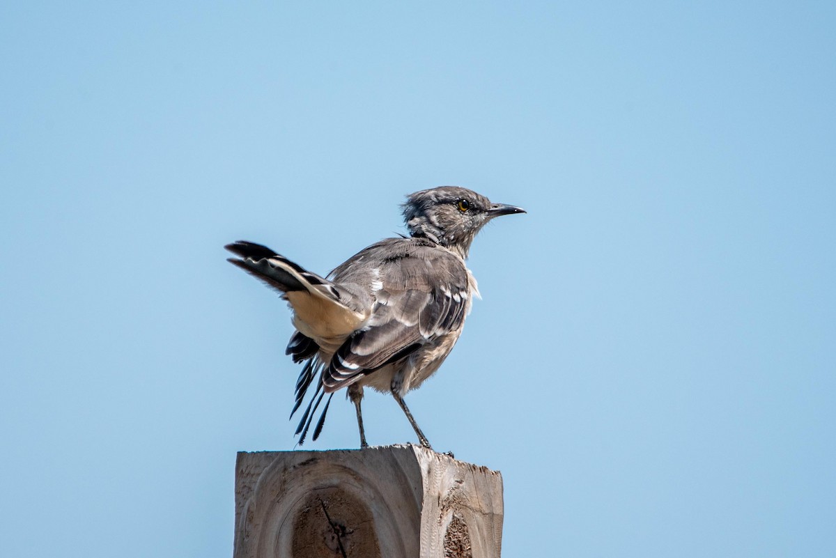 Northern Mockingbird - ML612261650