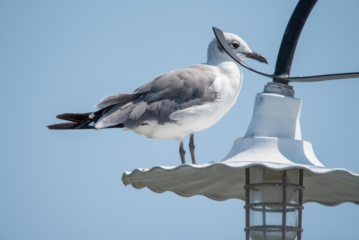 Gaviota Guanaguanare - ML612261659