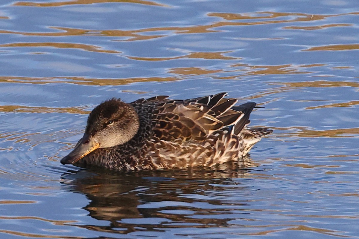 Blue-winged Teal - ML612261672