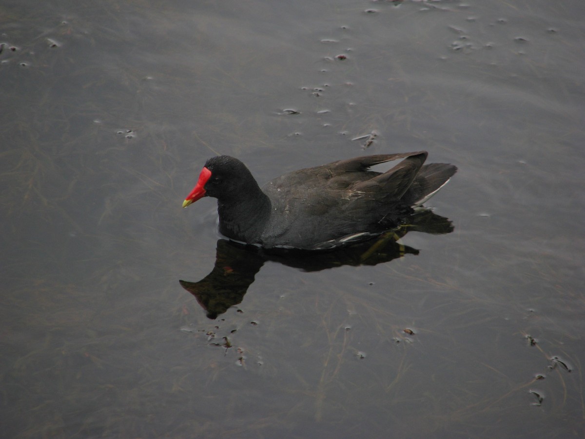 Gallinule d'Amérique - ML612261748