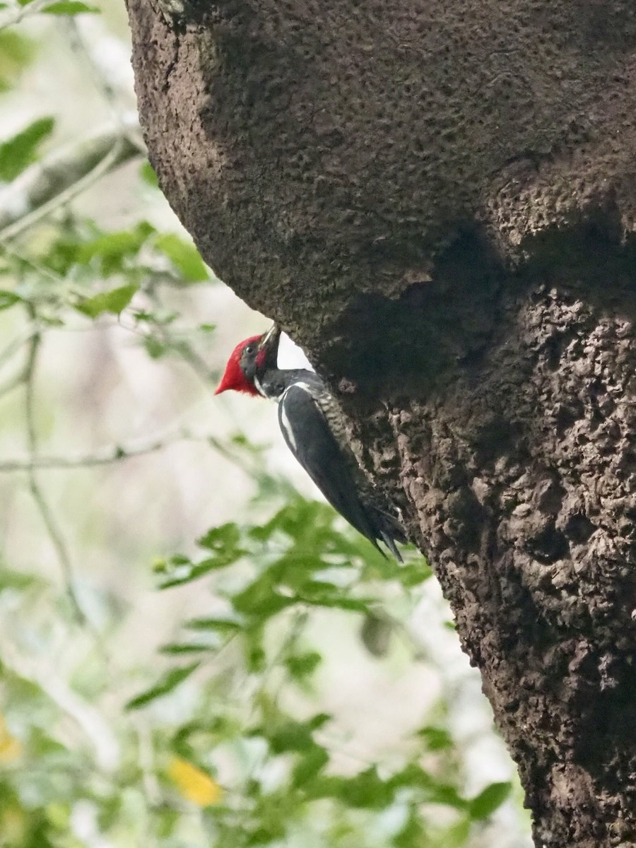 Lineated Woodpecker (Lineated) - ML612261759