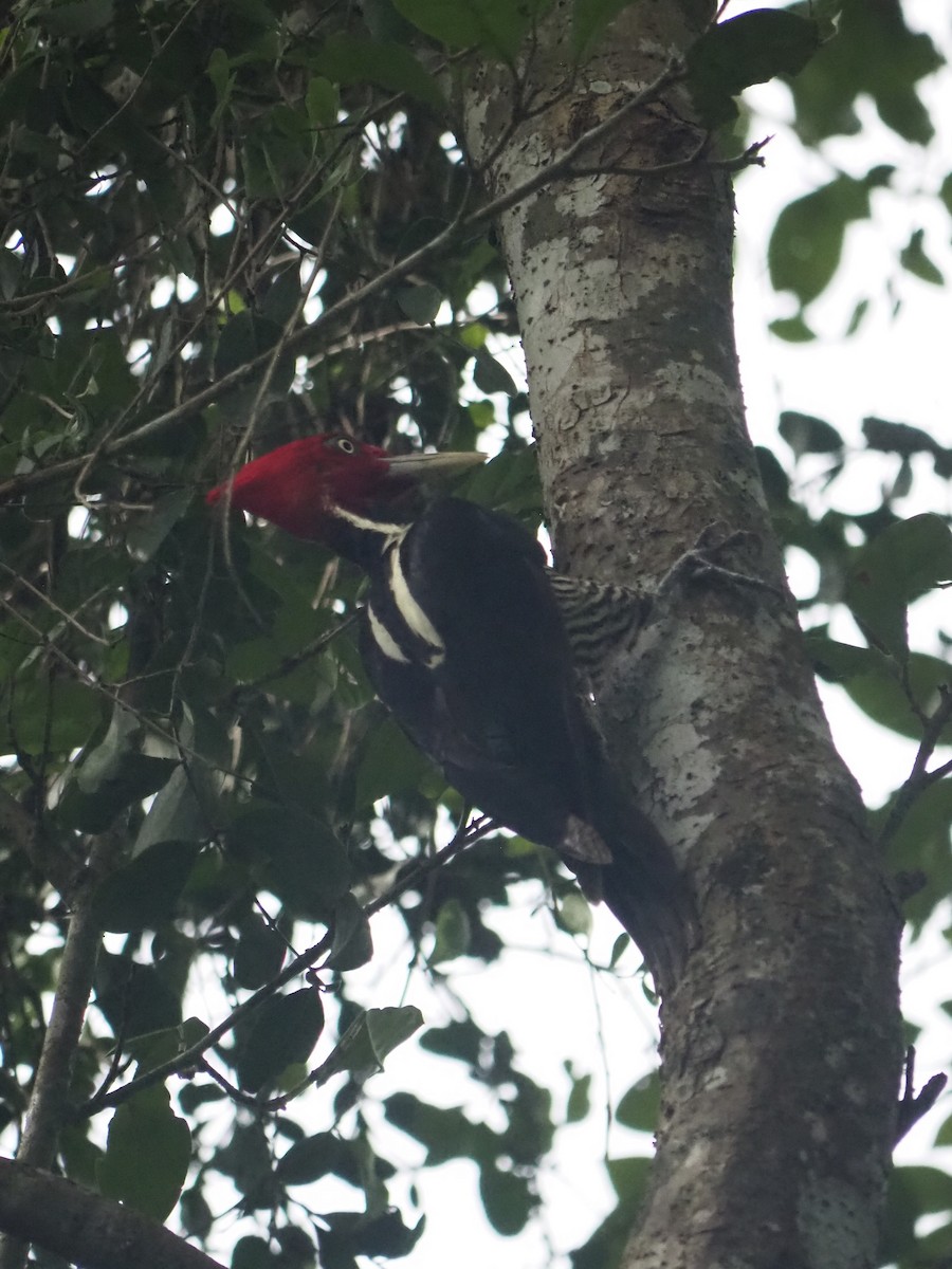 Lineated Woodpecker (Lineated) - ML612261761