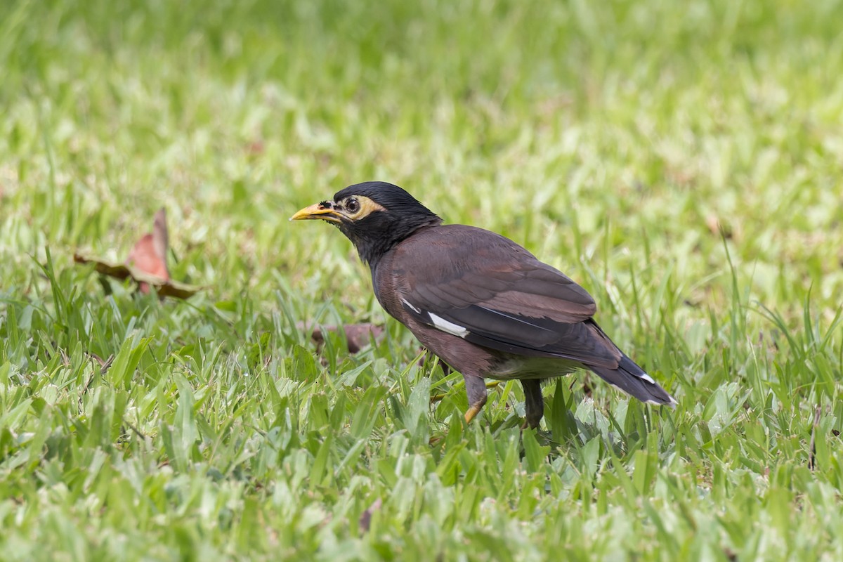 Common Myna - ML612261775