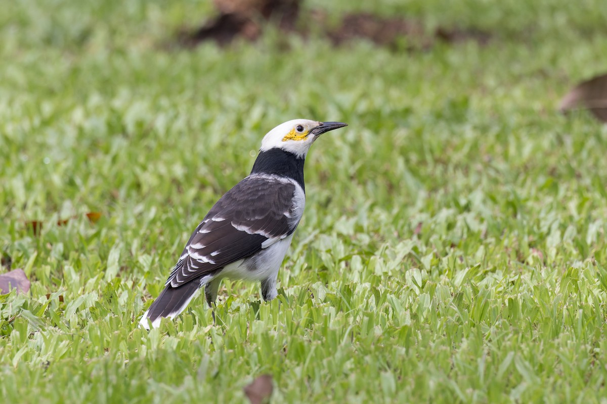 Black-collared Starling - Asta Tobiassen