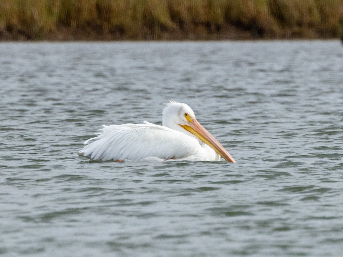 pelikán severoamerický - ML612261856
