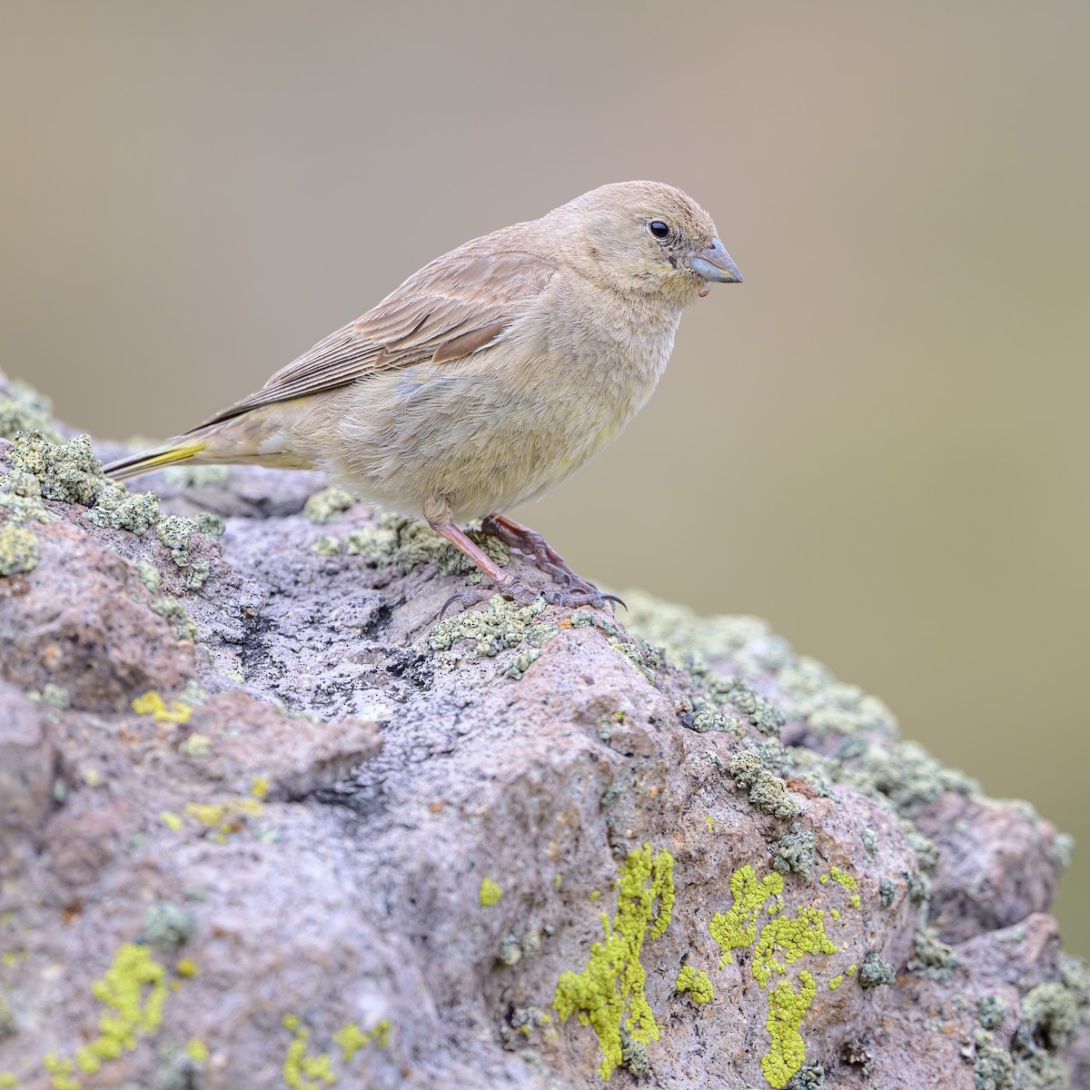 Greater Yellow-Finch - ML612261915