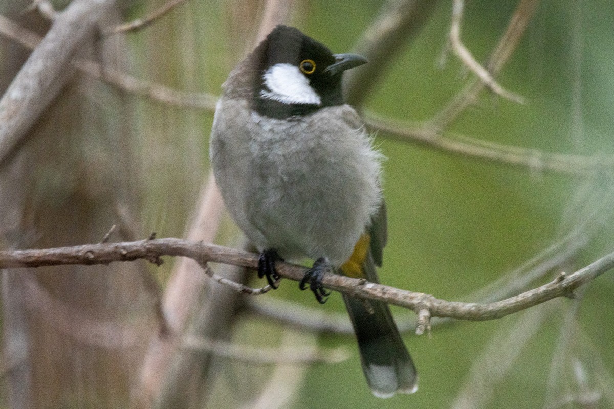 Bulbul Orejiblanco - ML612261928