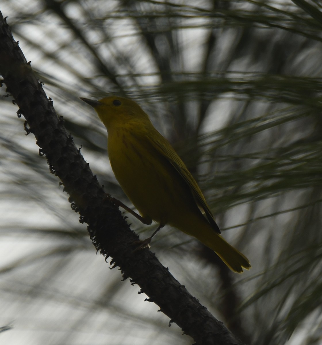 Paruline jaune - ML612261950