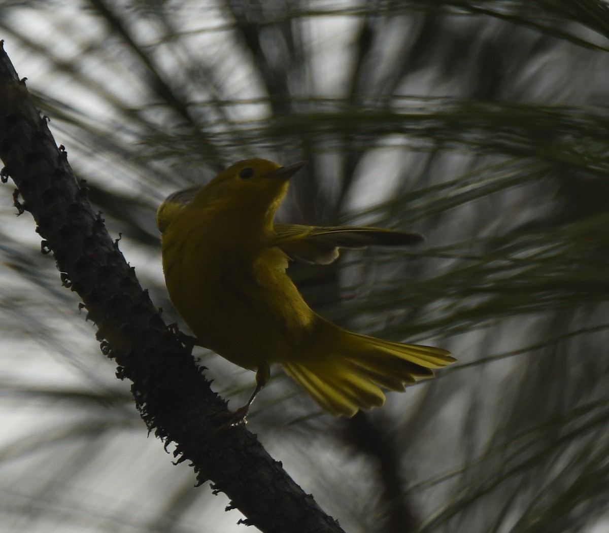 Yellow Warbler - Leonardo Guzmán (Kingfisher Birdwatching Nuevo León)