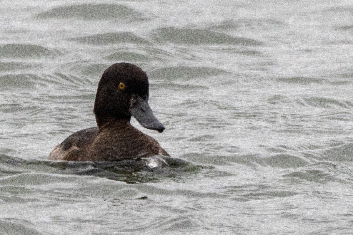 Tufted Duck - ML612262042