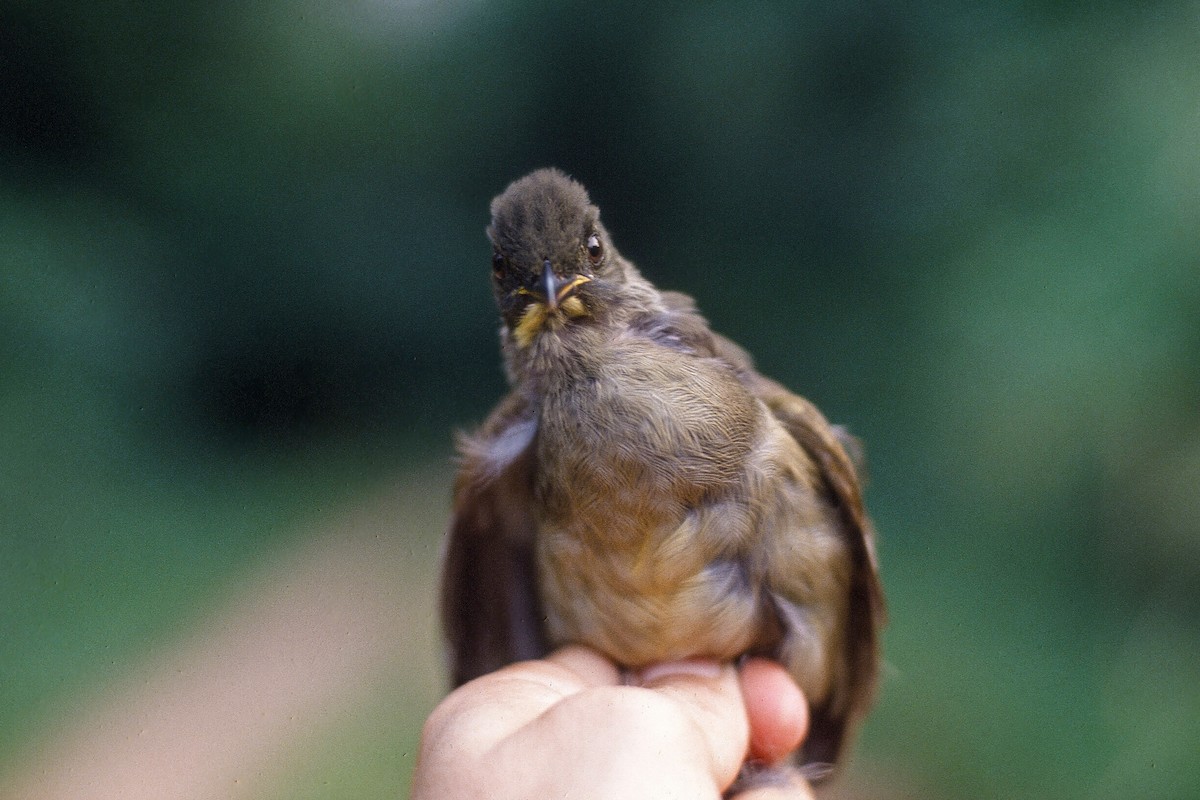 Bulbul à moustaches jaunes - ML612262062