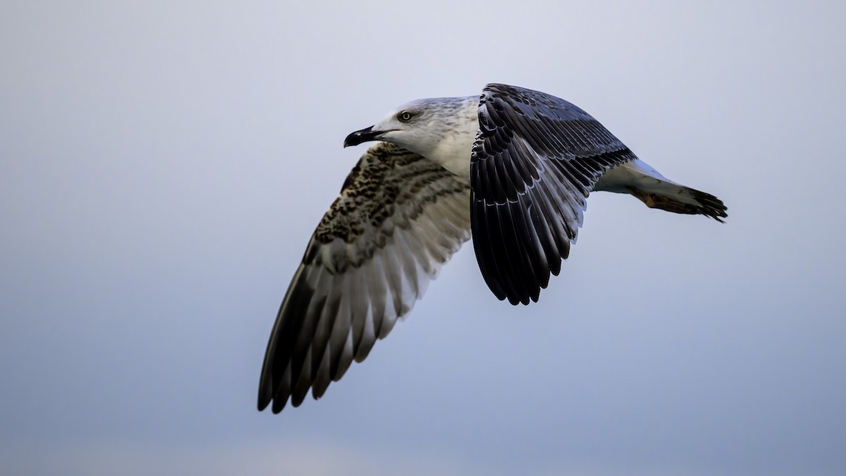 Yellow-legged Gull - Ogün Aydin