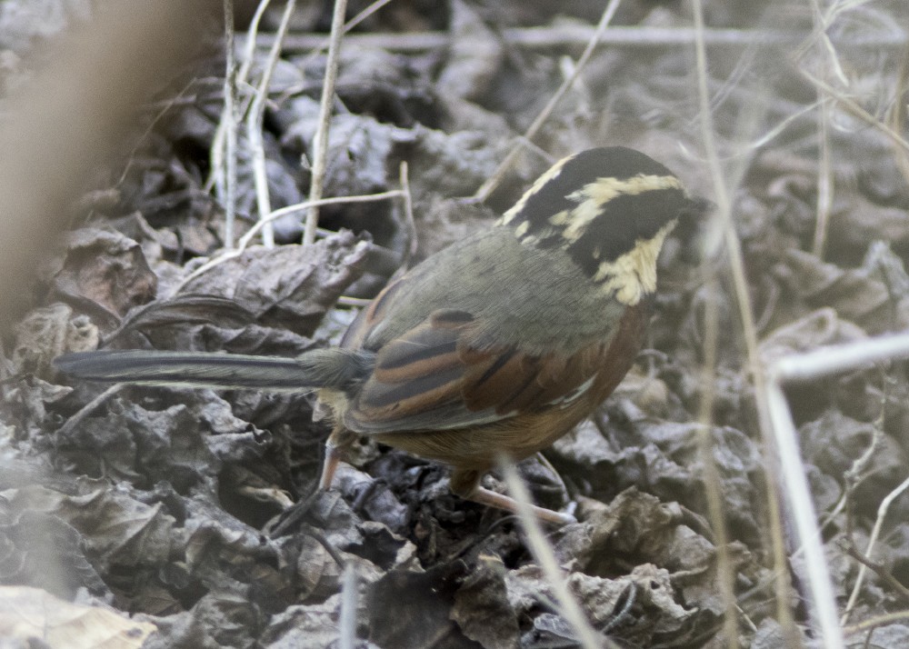 Rotflügel-Bandvogel - ML612262131