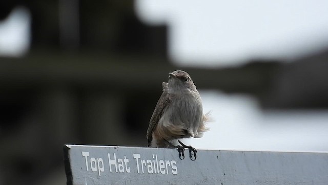 Rock Wren - ML612262186