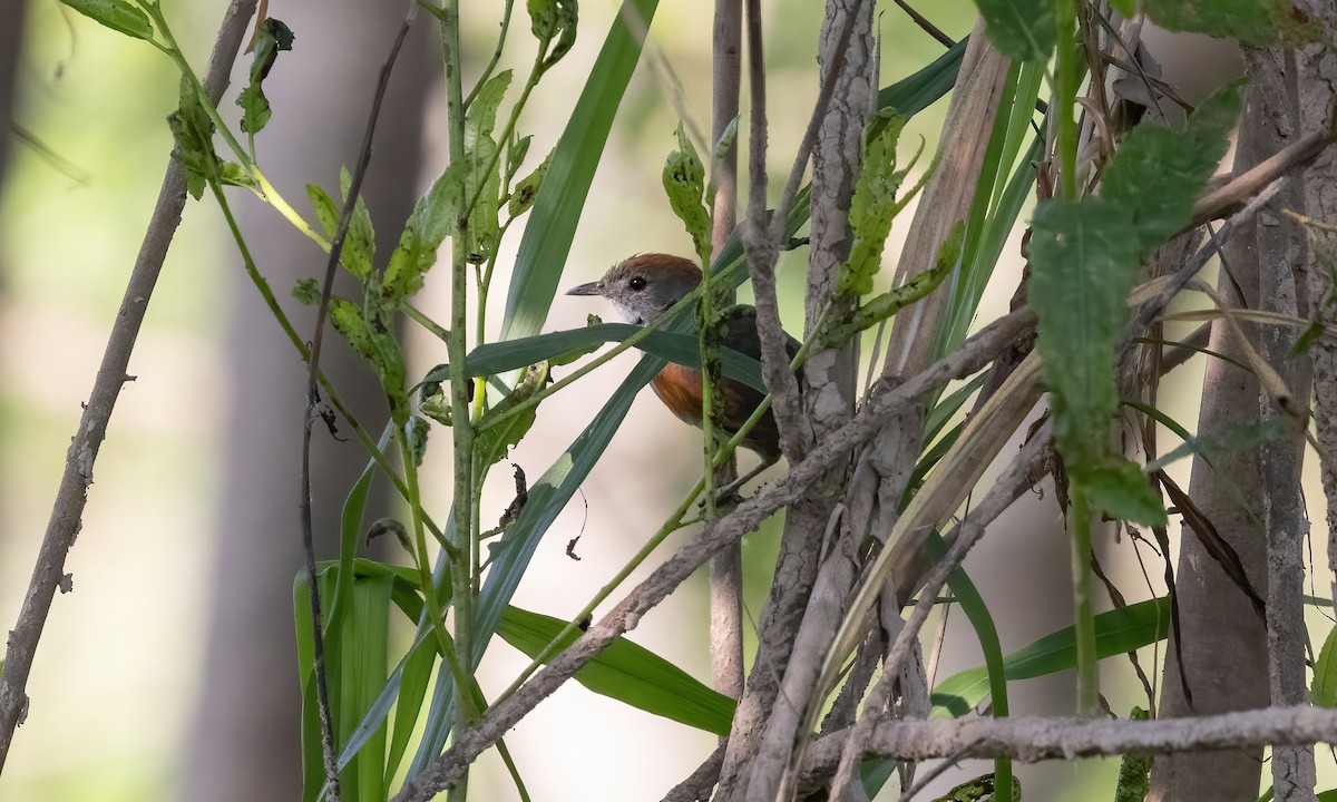 Dark-breasted Spinetail - Paul Fenwick