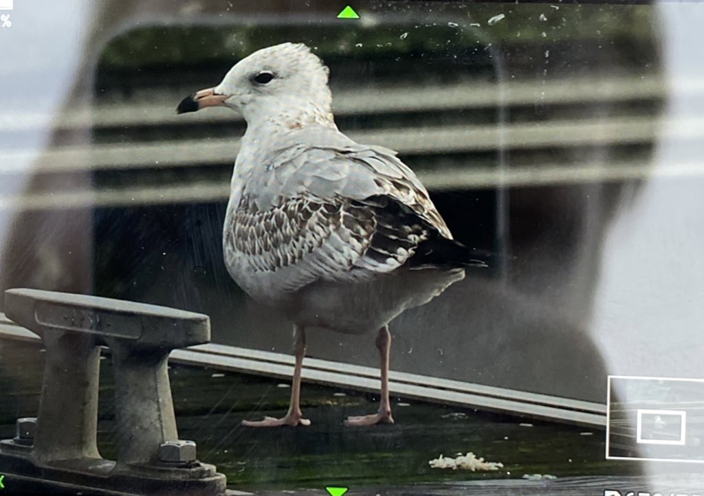 Ring-billed Gull - ML612262243