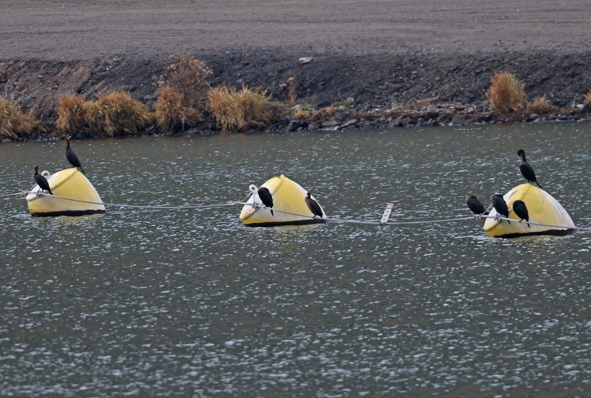 Cormorán Orejudo - ML612262372