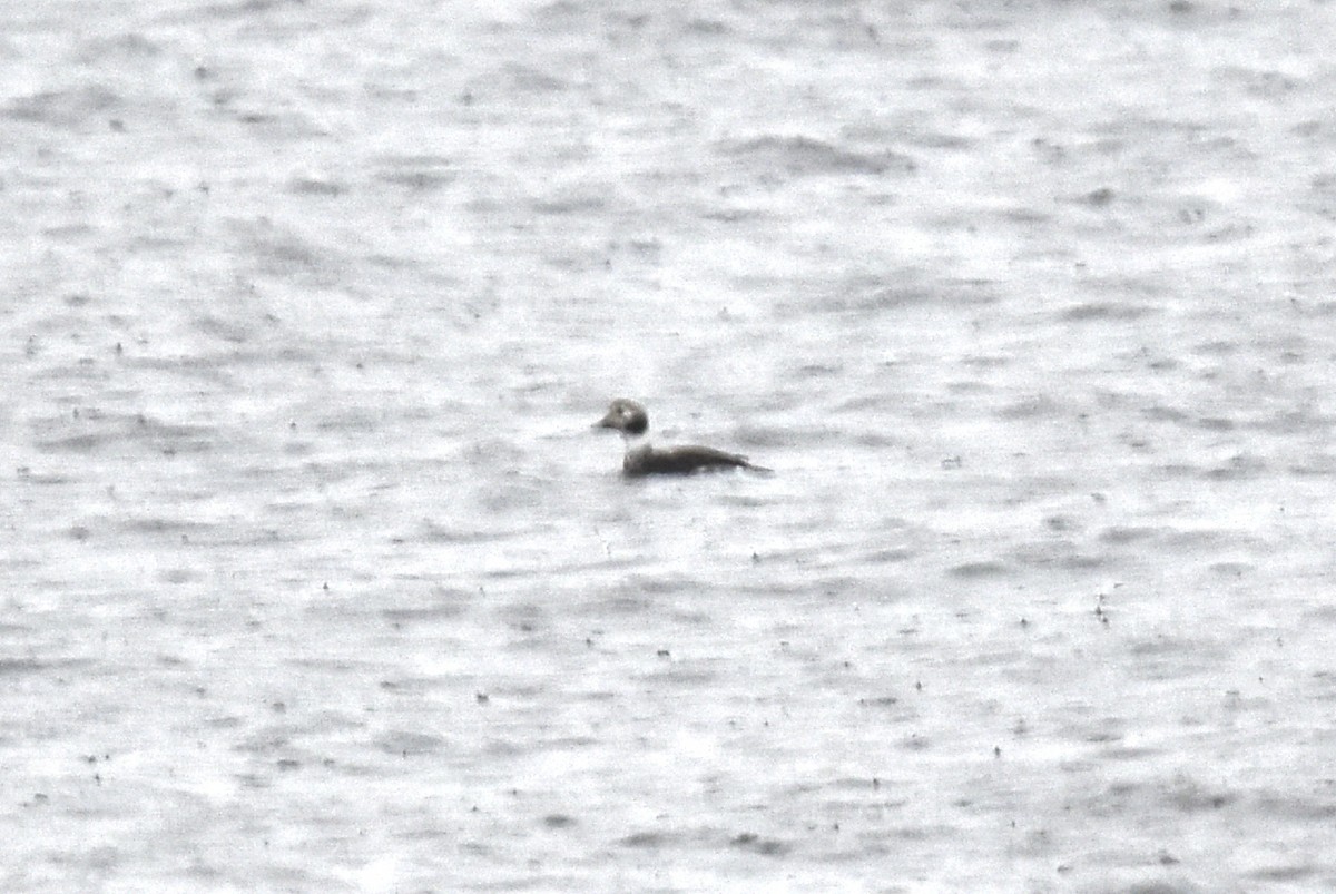 Long-tailed Duck - ML612262401