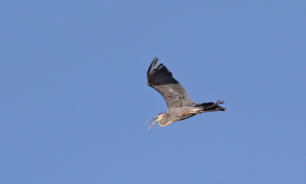 Great Blue Heron - ML612262422