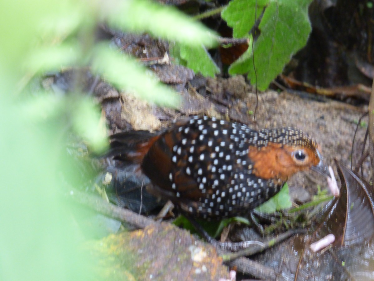 Ocellated Tapaculo - ML612262468