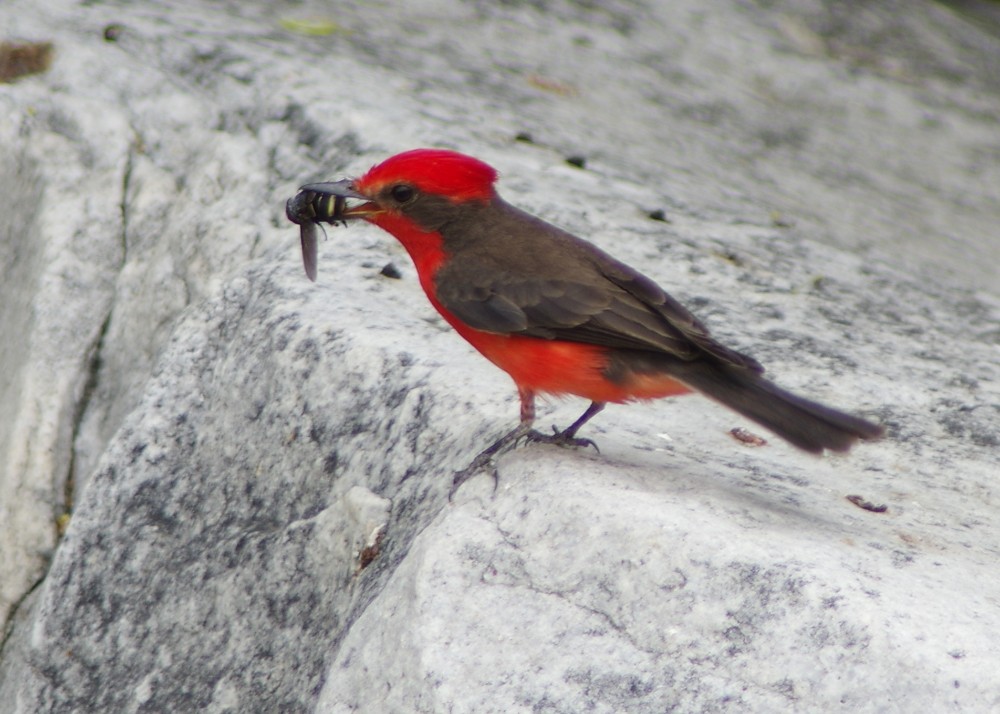 Vermilion Flycatcher - ML612262511