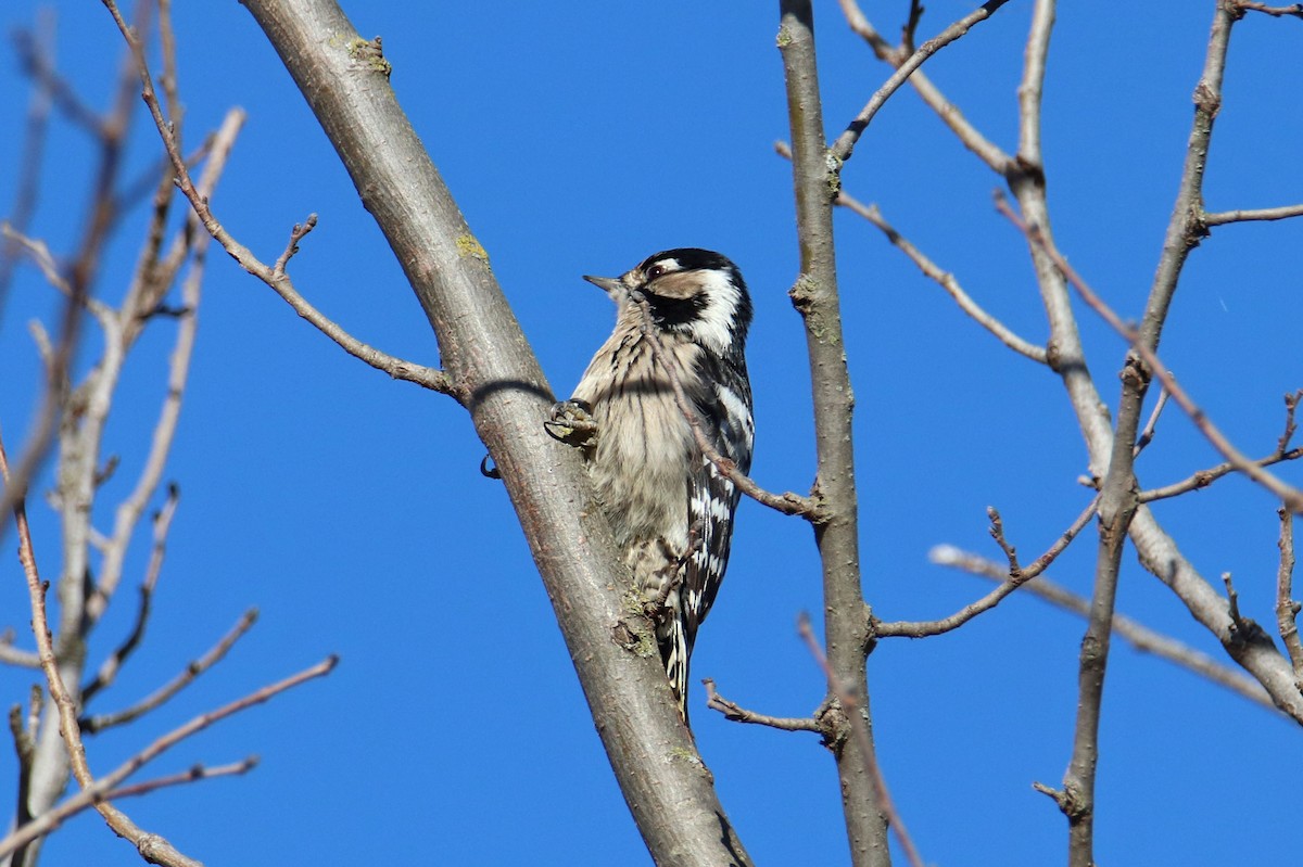 Lesser Spotted Woodpecker - ML612262531