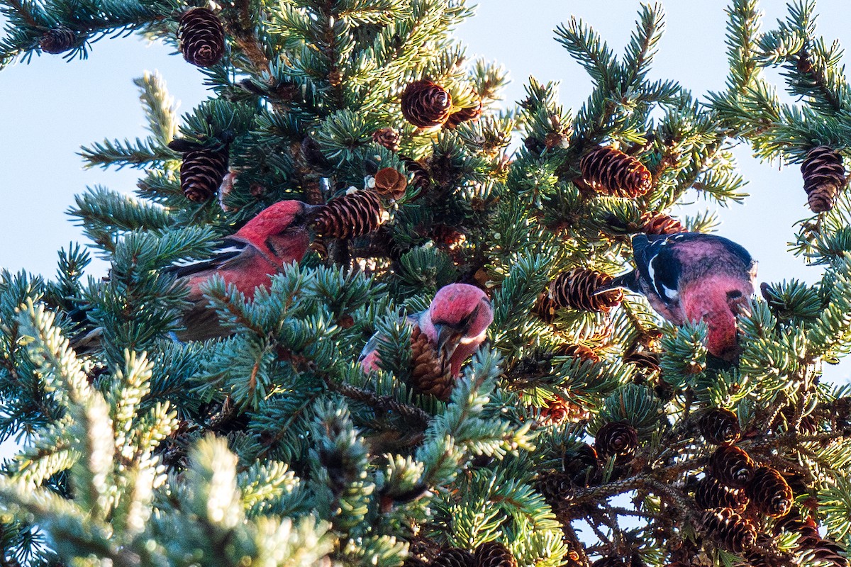 White-winged Crossbill - Ian Campbell