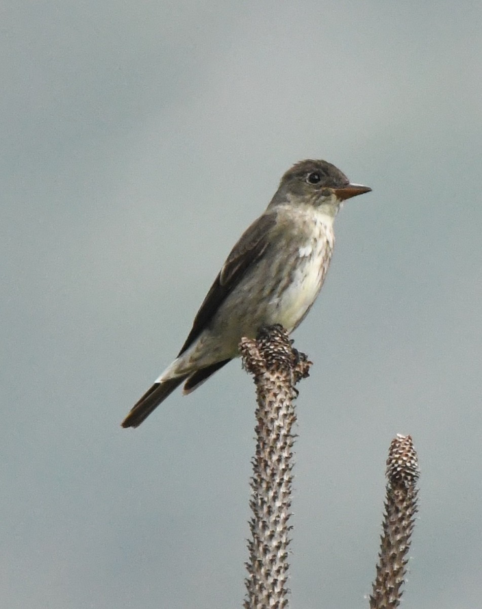 Olive-sided Flycatcher - ML612262544