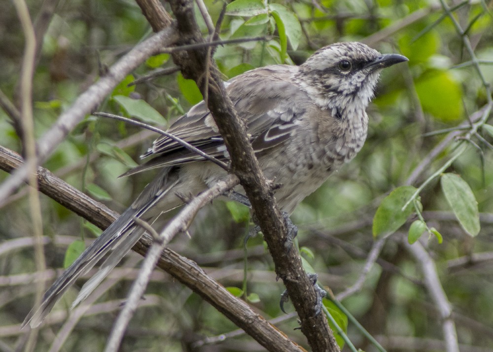 Long-tailed Mockingbird - Volkov Sergey