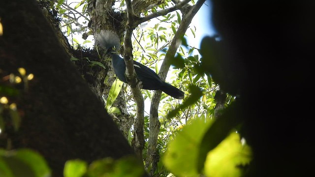 Western Crowned-Pigeon - ML612262641