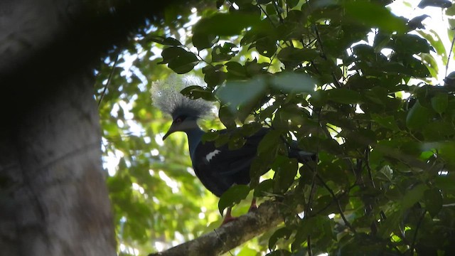 Western Crowned-Pigeon - ML612262685