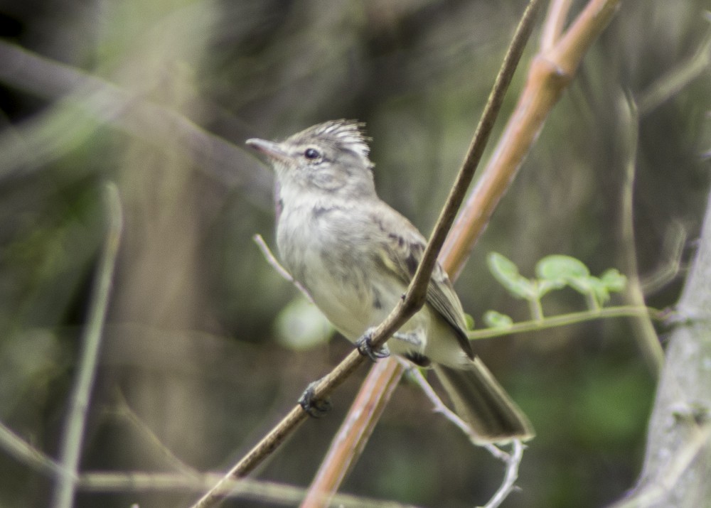 Gray-and-white Tyrannulet - ML612262725