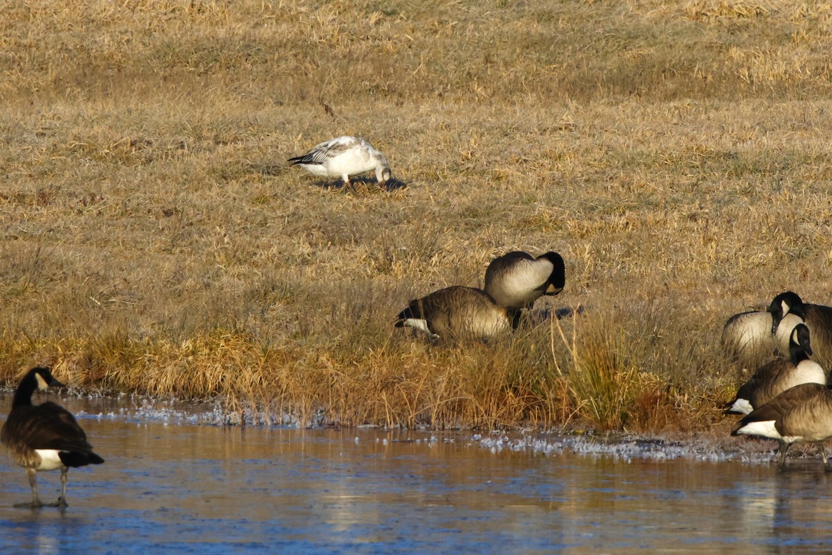 Snow Goose - ML612262730