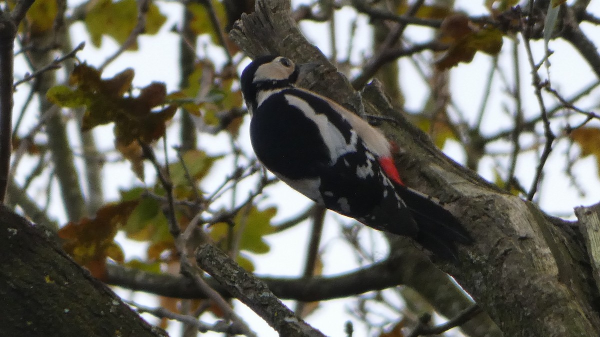 Great Spotted Woodpecker - ML612262785