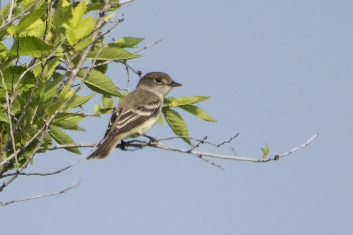 Willow Flycatcher - ML61226281