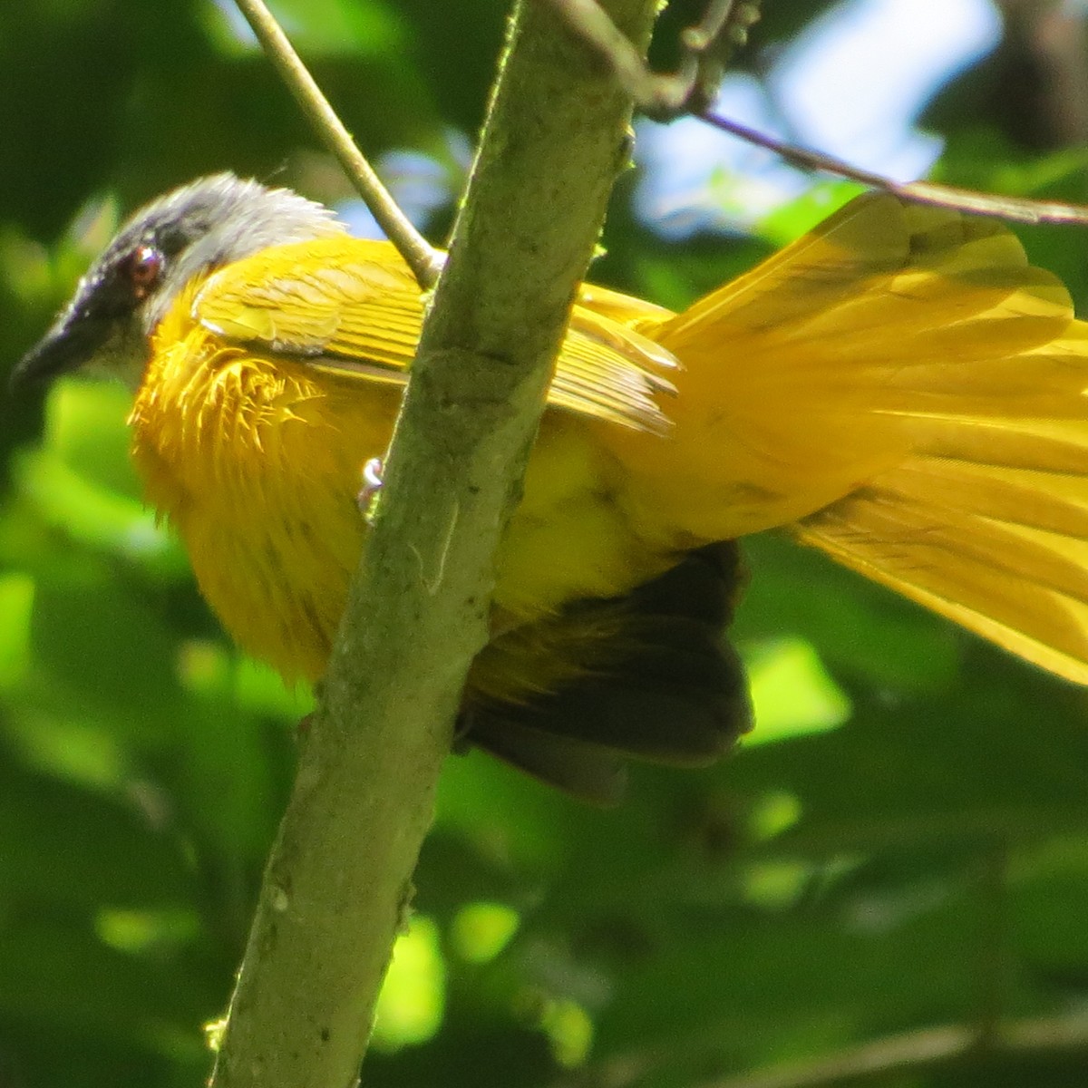 Gray-headed Tanager (Gray-crested) - Guiller Mina
