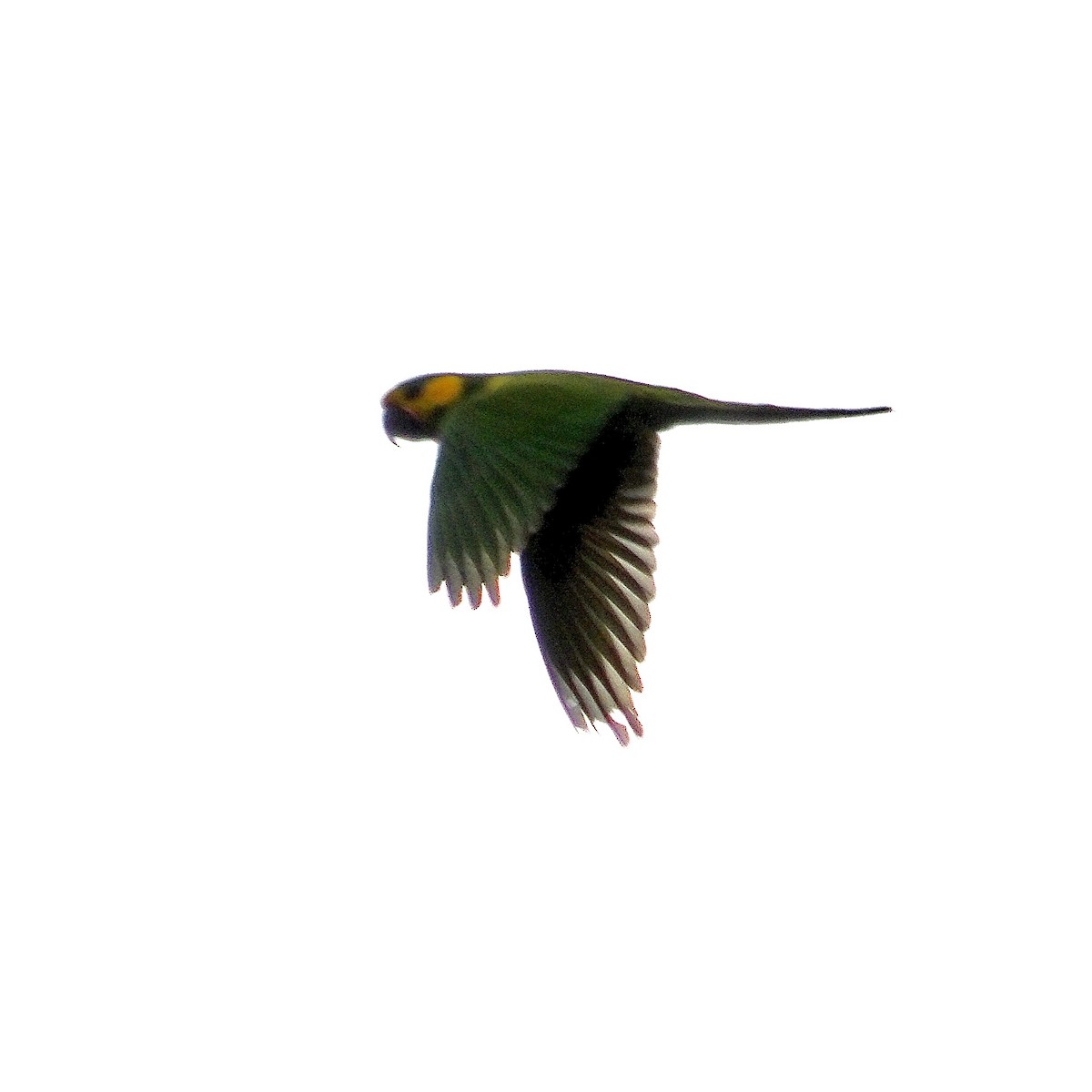Yellow-eared Parrot - ML612262823