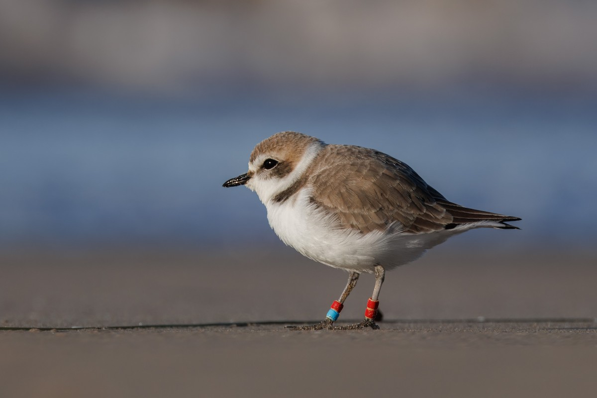 Snowy Plover - John Callender
