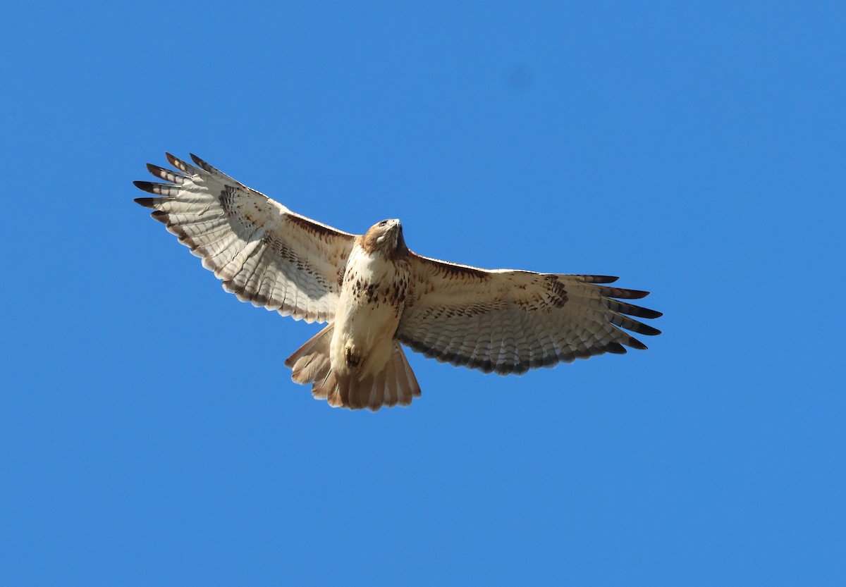 Red-tailed Hawk - ML612262910