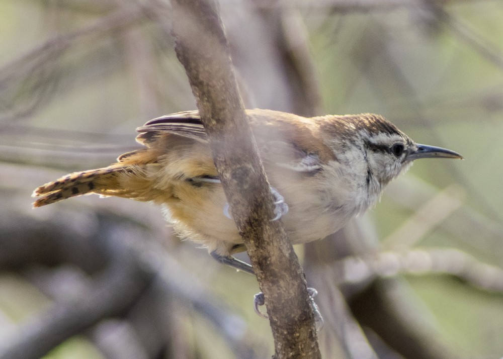 Superciliated Wren - ML612262933