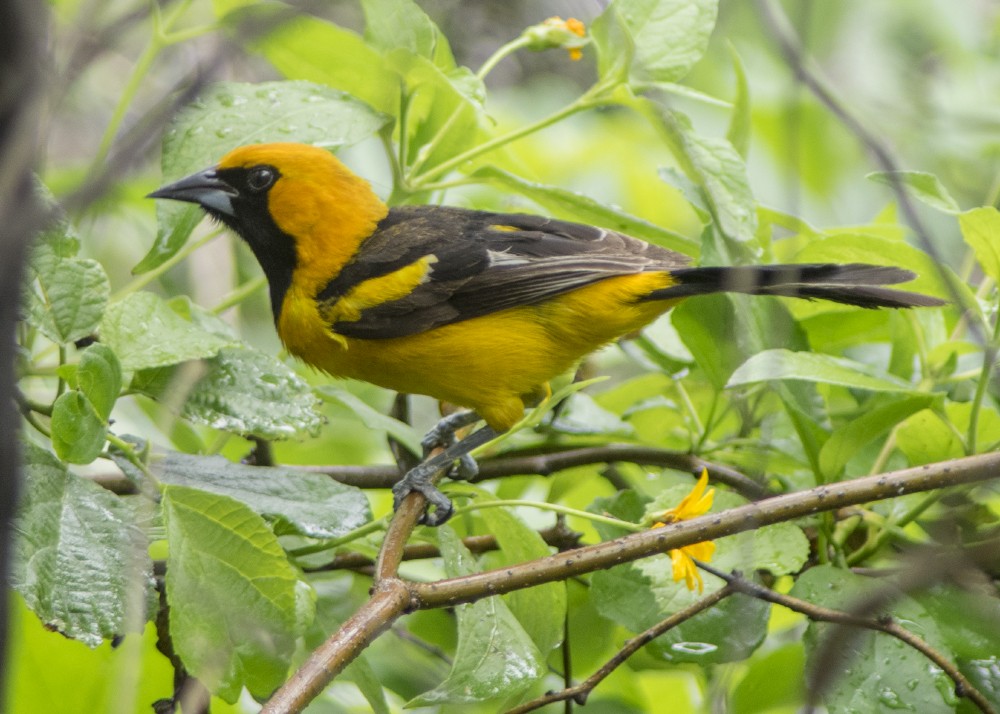 Oriole leucoptère - ML612263031