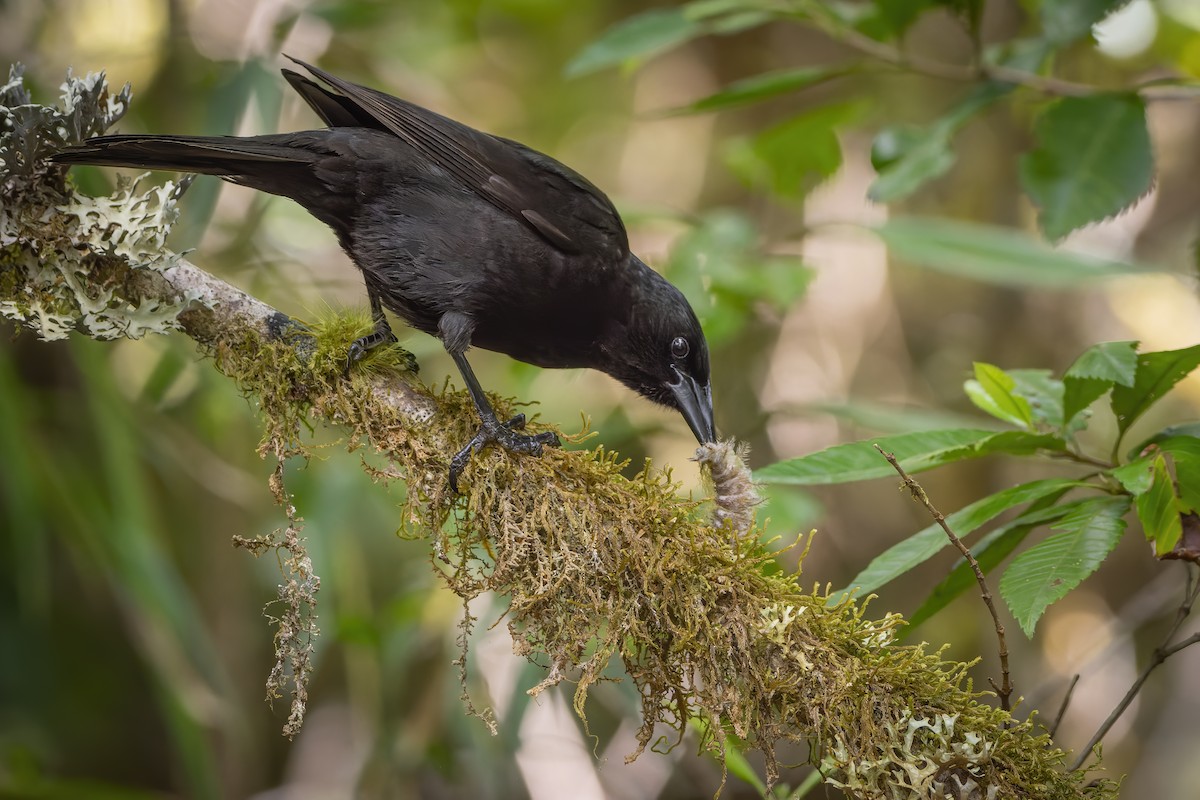 Austral Blackbird - ML612263102